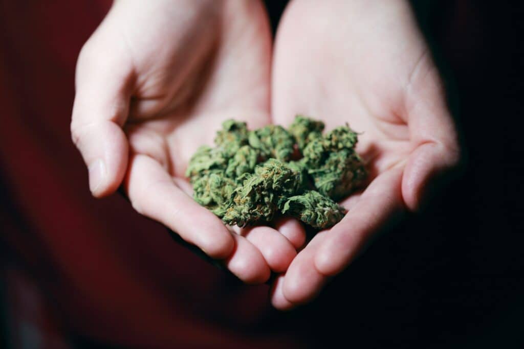 Hand hold cannabis buds 