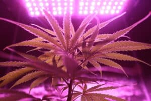 A cannabis plant under pink neon lights